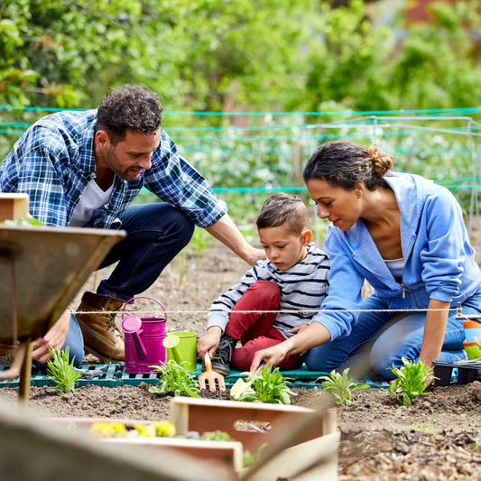 🌸 L'Élégance à l'État Pur : Eustoma, La Rose Sans Épines
